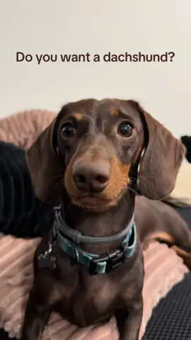 🐶🐾 #dachshund #jamnik #sausagedog #funny #dc 