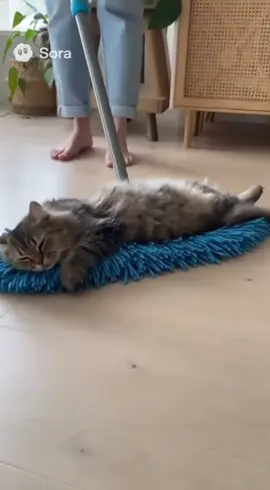 #soraai #cat #100k #FunnyPets #cutecat 