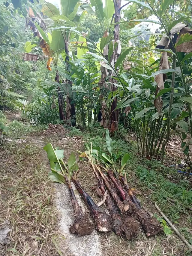 okay baik #petanimuda 