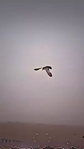 ثيمالا يمسافرين🕊️…#حمام_لوت #البصره #لايك_متابعه_اكسبلور #مليون_مشاهدة❤ #متابعه_ولايك_واكسبلور_احبكم 