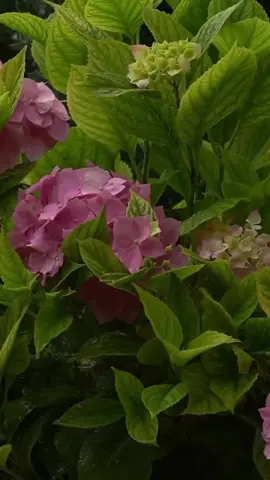 اللهُم صلِ على مُحمد والـِ مُحمد🤎. ـ ـ ـ #اللهم_صلي_على_نبينا_محمد  #اللهم_عجل_لولیک_الفرج َ َ . . . #foryoupage #viral #fyp 