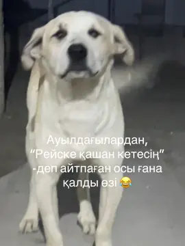 Біраздың біразы болыптығо ауылда жүргеніме  #жетысай #асыката #creator #creatorsearchinsights2025 #рекомендации #500k #сглрекке 
