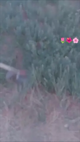 #جمال الريف   #بيت اهلي