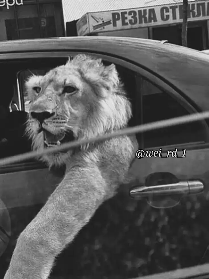 #عبارات_نرجسيه #عبارات_فخمه #power #تحفيز #tiktok 