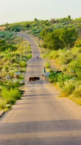 Thar Beaty 😍#foryou #foryoupage #tharparkar #unfeezmyaccount #foziasoomro 