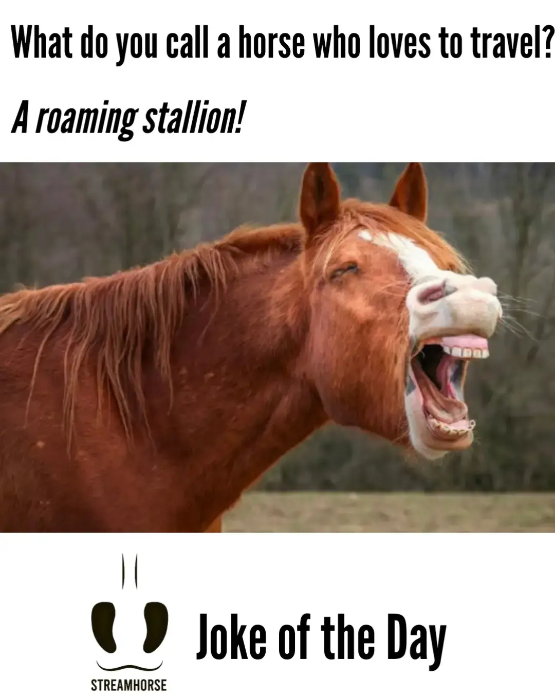 what do you call a horse who loves to travel? 🤣🐴 #jokes #jokeoftheday #horses #travel #animals 