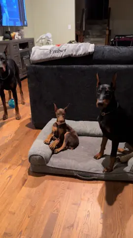 Raya Reign, RemEmber Reign & Sergeant enjoying some playtime with one of their all-time favorites — the KONG Jumbler Ball 🐾💪 This crew never turns down a good game of tug or chase — especially when it squeaks back 😂 #CampbellsFamilyDobermans #PackPlaytime #DobermanEnergy #KongJumblerBall #ChewyFinds     