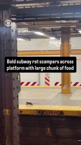 New York rats are just built different. #newyorkcity #subway 