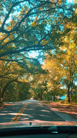Fall on my street in Coastal Alabama #october #fallcolors #coastal #coastalalabama #fairhopealabama 
