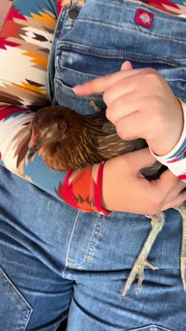 La gallina más apapachada 🐣 #ranchoromita #rancho #mexico #jalisco 