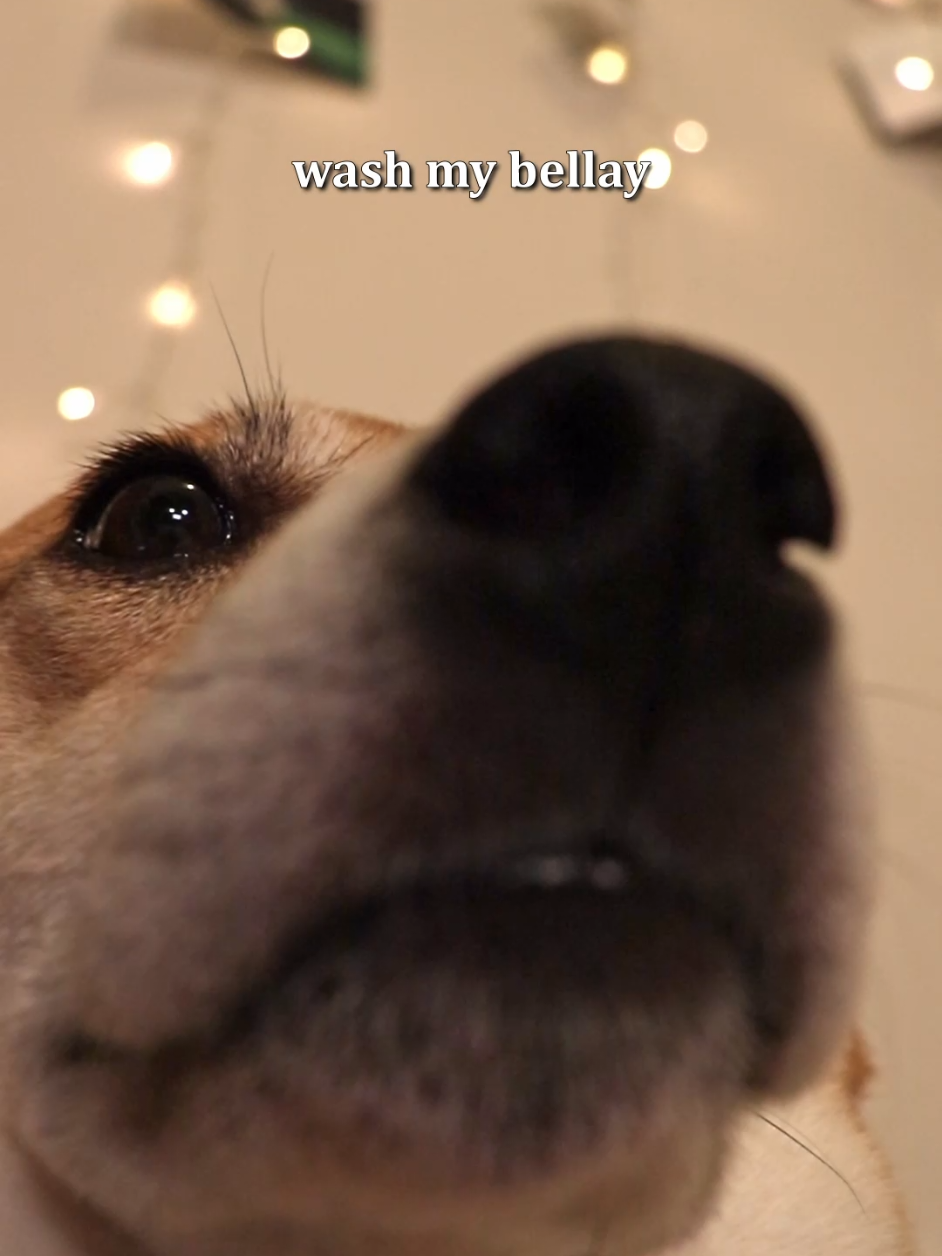 Scrub it🧽 . #dogsoftiktok #cutedog #doglovers #shibainu #foryou 