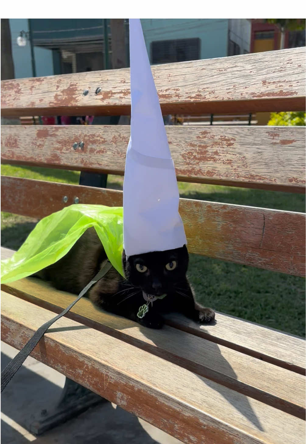 El hechicero nuevamente suelto en la ciudad esta vez cómo crawly #catsoftiktok #gatonegro #قطة #gatosdetiktok #crawly 