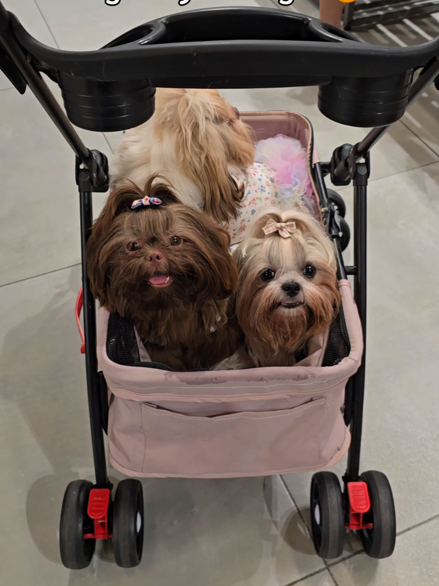 Pet Stroller #petstroller #dogstroller 