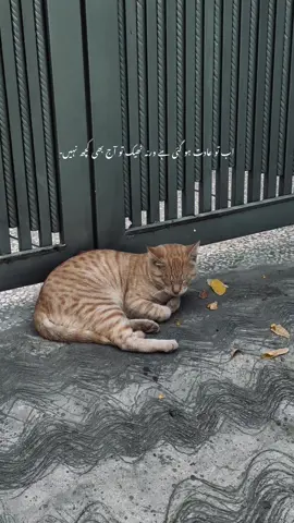 #fyp 