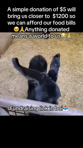 2 more donations just come in , thankyou Paula pak and Anthony edgington We now need $1000 , wow we are getting they guys 💕😎  Little Enero is 2 weeks old now , we’ve been feeding him now just over a week , Moma Maria stays with him at night , but she isn’t interested at all , it’s just a little bit of company for him , he’s drinking now 300 mil every 3 hours , can’t help but fall in love with him .  We really need the left few funds so that we can afford all the food bills📥 Every kind comment would mean a world to us🙏 #donkeysanctuary #animalsanctuary #animalrescue #donkeylove #DonkeyRescue #adorable #donkeyoftheday 