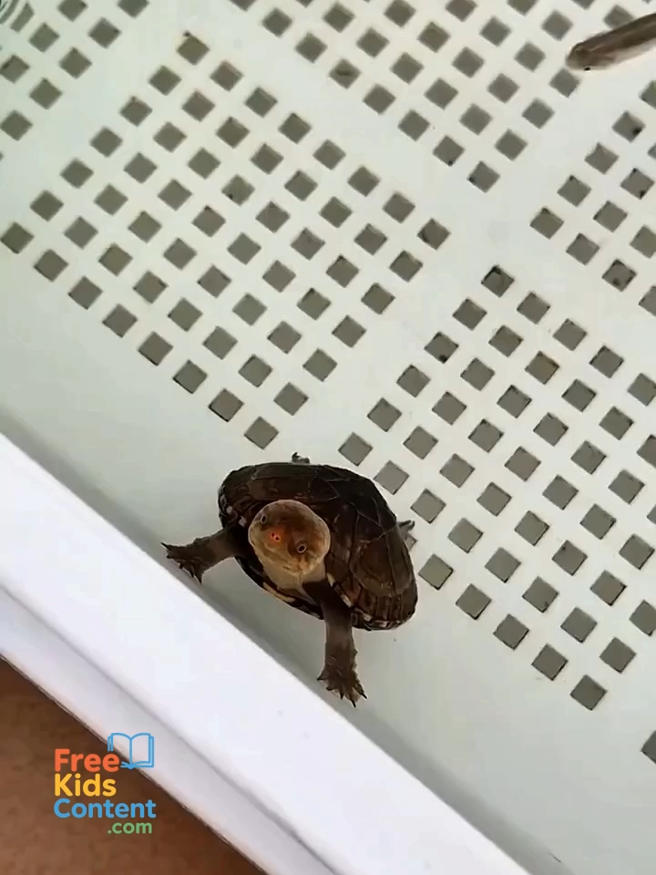 When friendship has no limits 🐠🐢💋 #cuteness #animals #wholesomevideo #Love #nature #wildlife #baby #fish #turtle #adorablekids #funny #trend #viral #foryou #fyp