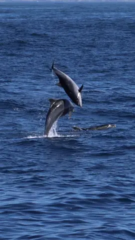 The further you travel offshore into deeper water, the greater the chance of finding toothed whales not regularly seen on everyday 3 hour trips. One example is the offshore bottlenose dolphin, easily a crew favorite because of their sheer size and airborne launching power. Our chances of seeing them are increased on our EXTENDED TRIP this Saturday! 🎥 @TheOceanTourist  #dolphins🐬 #dolphins #dolphin #dolphin🐬 #dolphinshow         