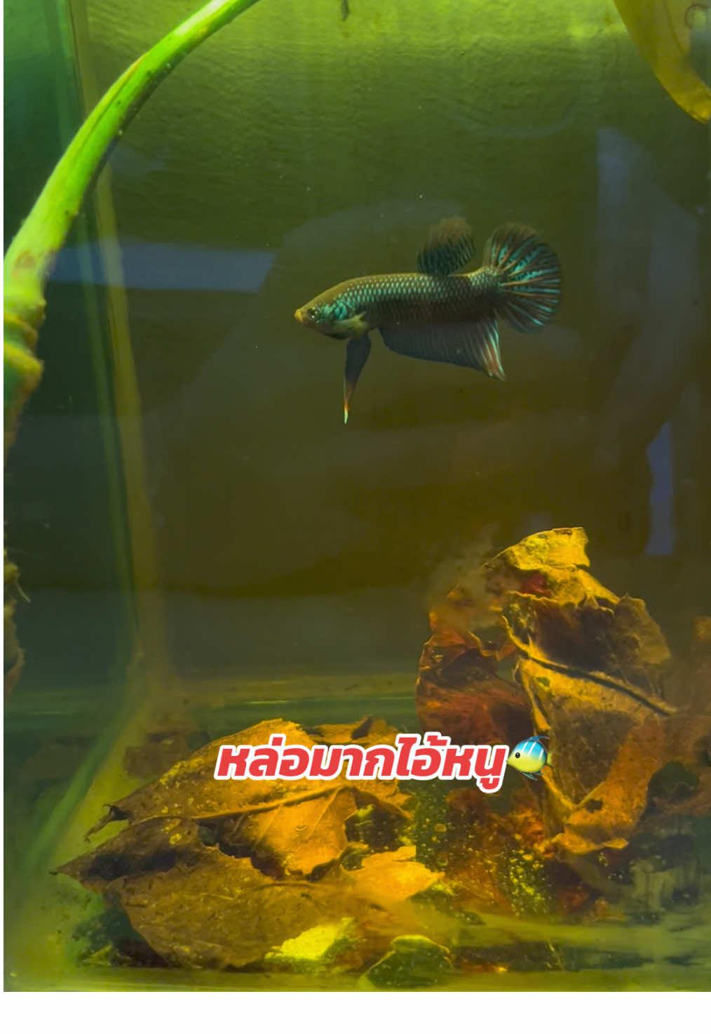 สดสมบูรณ์มากครับ💯 #ปลากัด #ปลากัดกาฬสินธุ์ #ปลากัดอีสานลูกผสม #ทีมงานวัยรุ่นหมู่5 