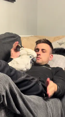 No one puts baby in the corner 🤫  #funnypets #cockatoo #blackeyedpeas #dancingbird #fyp @Black Eyed Peas 