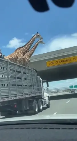 Low bridge giraffe almost crashed #crash#girrafe #highway 