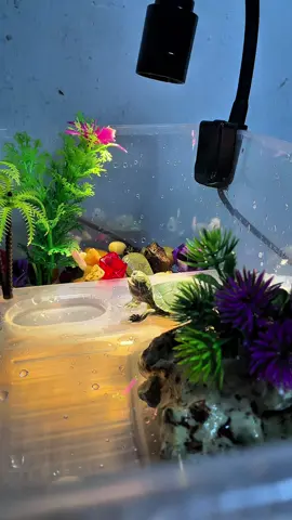 #เต่าญี่ปุ่น🇯🇵🐢 #ฟีดดดシ 