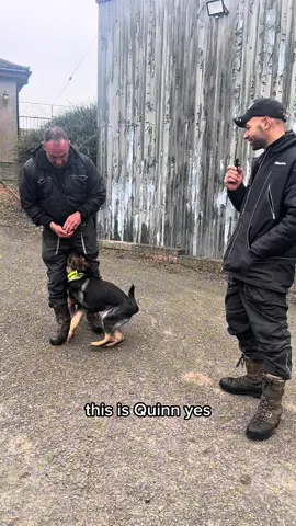 Puppy training. Family protection dogs. #protectiondog #DogTraining #dogtrainer #dogtrainingtips 
