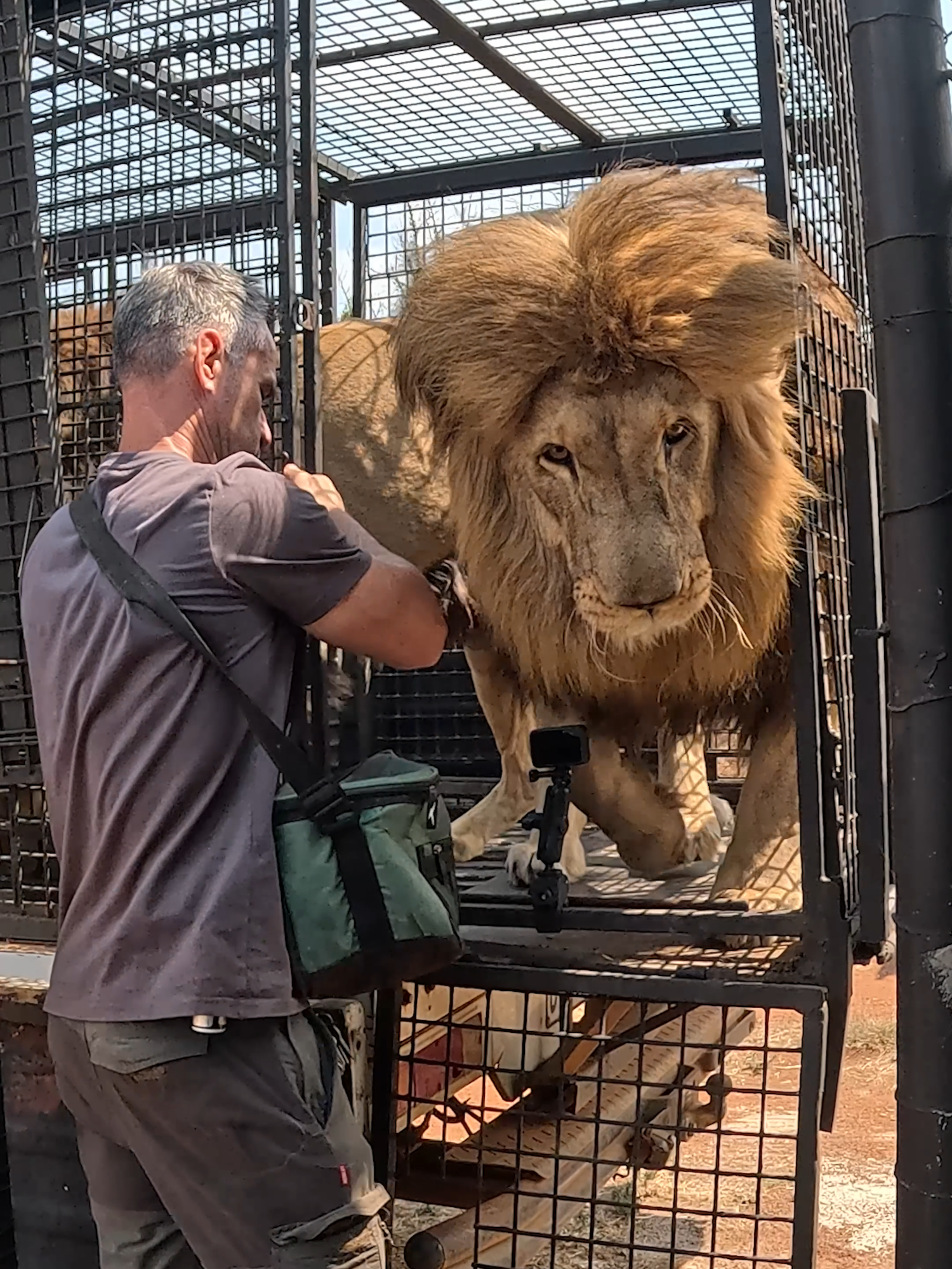 LION Return Home. Rescued Lion Brothers George and Yame return home from an enrichment walk #cat #lion #nature #animals #africa
