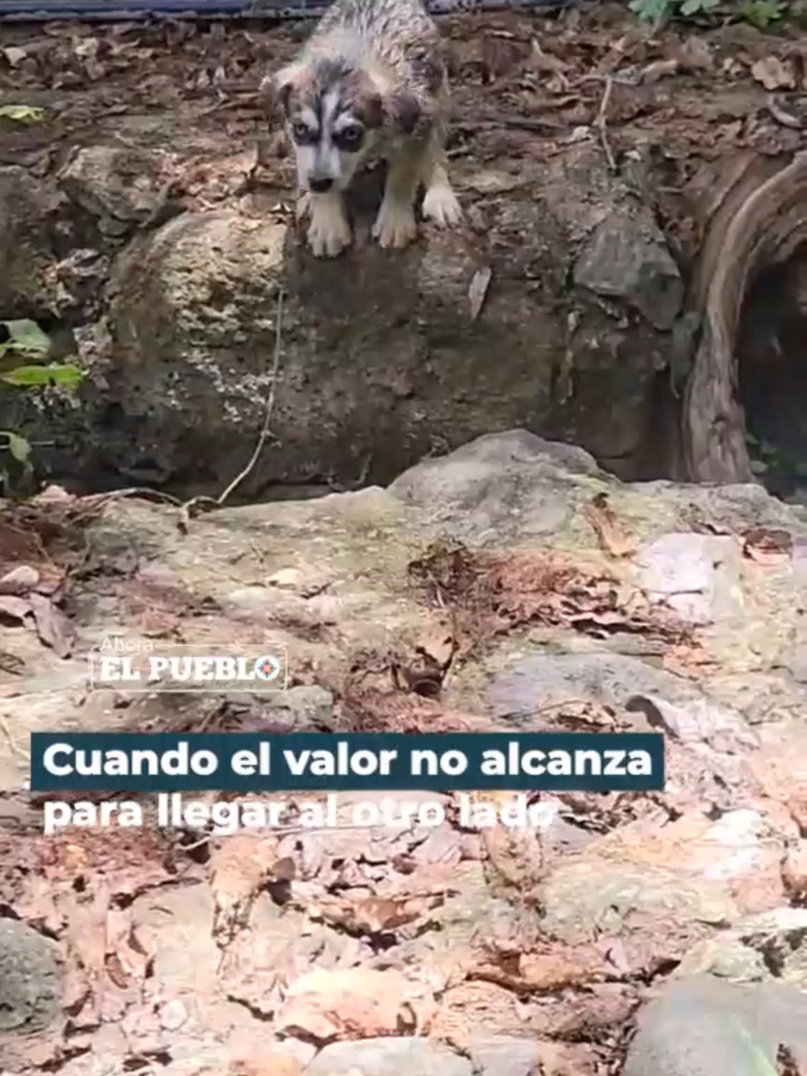 💦🐾 🐶  Tiernos perritos saltan, pero uno duda y termina cayendo en el canal. Vídeo: @airamsusejzepolai #ahoraelpueblo #perritos ##viral #saltar #confianza #tiernos #perritostiernos
