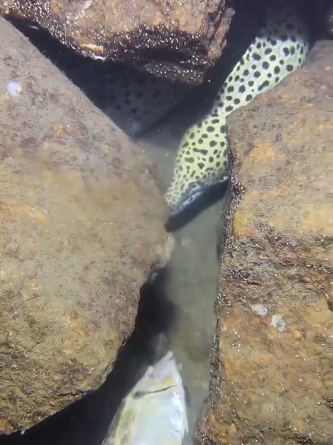 #fishing #eels #diving #crab #lobster #beach #deepsea #nemo #catchthesea #nature #sea