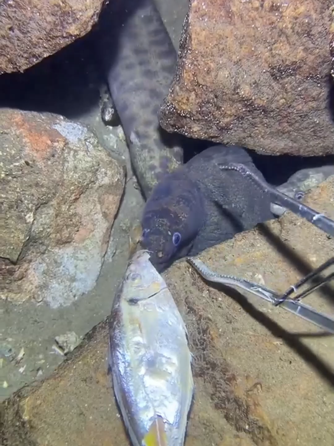 #fishing #eels #diving #crab #lobster #beach #deepsea #nemo #catchthesea #nature #sea