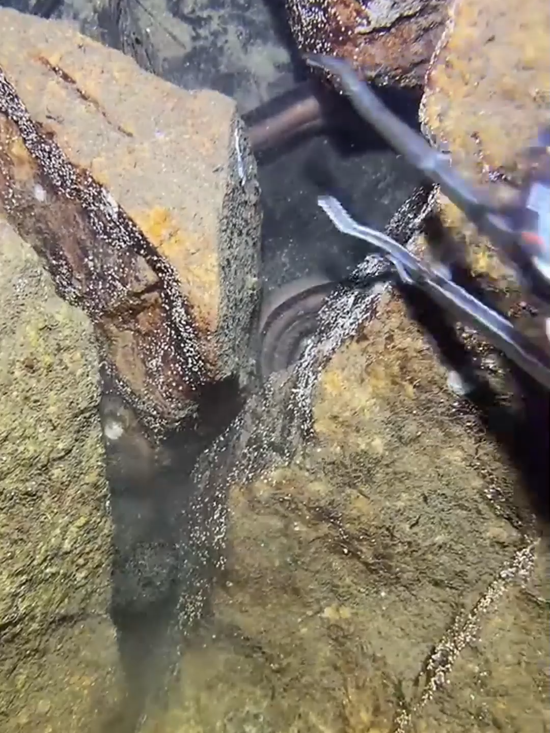 #fishing #eels #diving #crab #lobster #beach #deepsea #nemo #catchthesea #nature #sea