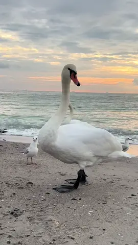 Вот невозможно ими налюбоваться. И да, на рассвете они приходят обниматься) #лебеди #ланжерон #море #одессамама #fyp