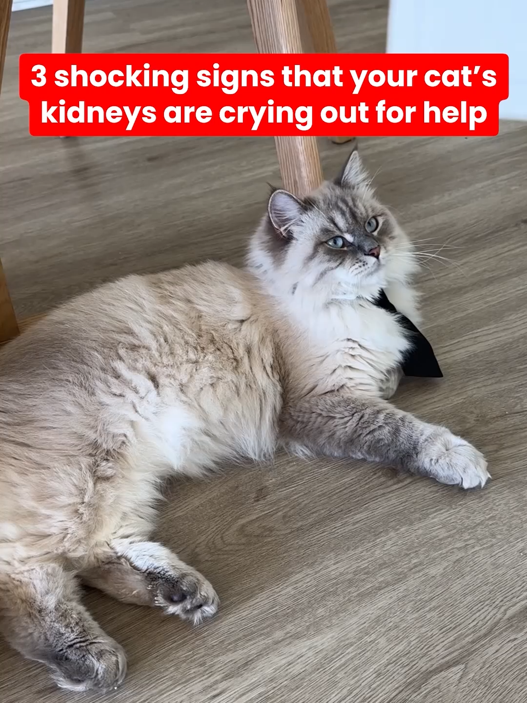 This Viral Fountain Is Helping Cats Around The World 🐈