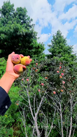 HAMARA RIZAQ PAHAR K SAR PI LIKA TAH KHOBSURTA MANAZR TIRAH VALLEY MAMUZAI