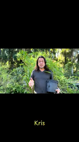 Can avocados be planted in the fall or winter? ##avocado##permaculture##homestead##gardening##garden