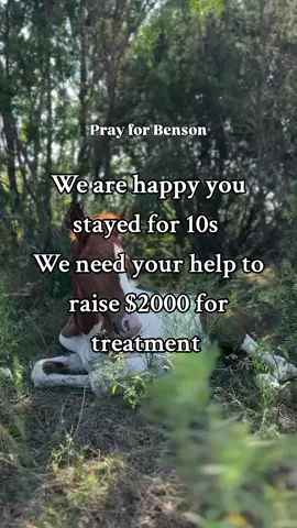 #donateforhorses #equestrian #for_you_feed #horserescue #savethehorses 