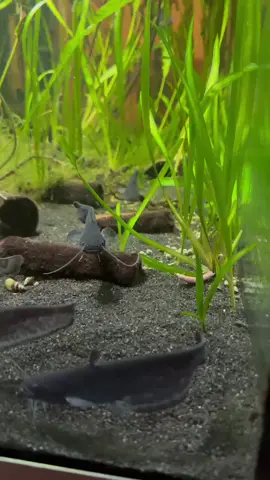 #fishing #catfish #viral #foryou 