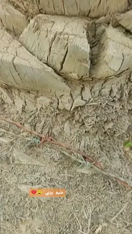 #الطرب_الاصيل #طربيات#مواويل_عراقية_حزينه💔 #موالات_حزينة_عراقية💔 #الطرب_العراقي_الاصيل 