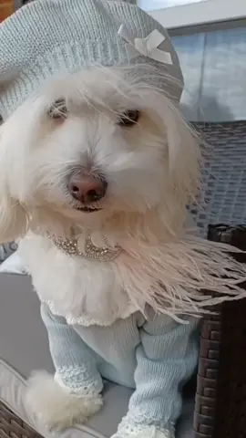 #notjustadog #fluffydogs #dogs #dogsoftiktok #littledogsoftiktok 