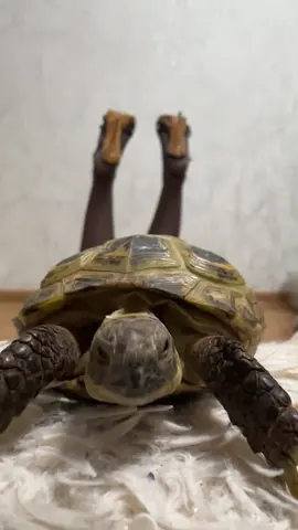 ДИВА💜 @alishha 🫧 #черепаха #turtle #черепашка #животные #тренд 