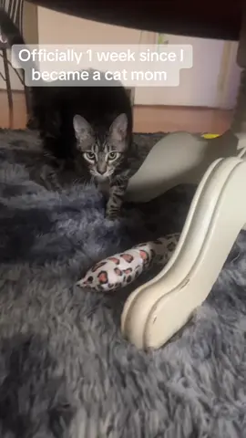 I love em meet Mr. Whiskers aka SPICE #FYP #CATMOM #nyiahmikel2 