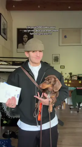 teckel = drama queen #anxiety #teckel #dog #trans #nonbinary  