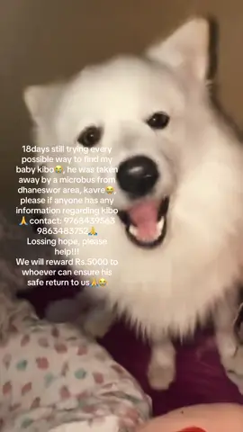 Kibo has been away from us for the past 18days and his memories are haunting us every day and we are getting mentally drained with our little family missing😭, he was taken away by a microbus from dhaneswor area, kavre. Please contact us if anyone has any information regarding kibo🙏. We will reward Rs.5000 to whoever can ensure his safe return to us😭😭🙏 #dog #lostdog #kibodog #nepal #help 