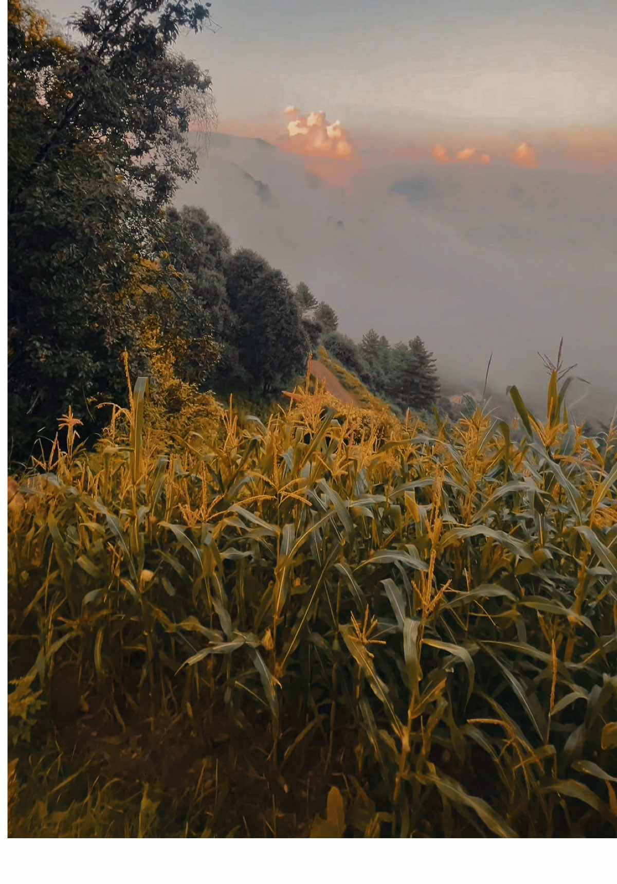 🥺❤️‍🩹…..#fyp #foryoupage #viral_video 