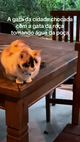 #gatos #cat #catsoftiktok #gatostiktok #fyp 