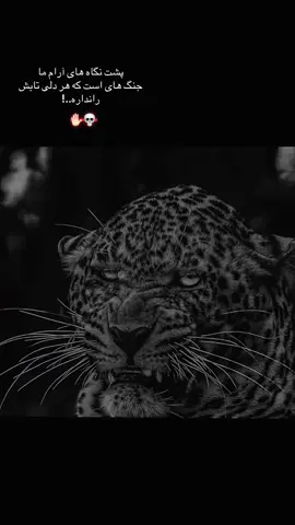 #CapCut #مردخدا☝🏻🤼‍♂️🐅 