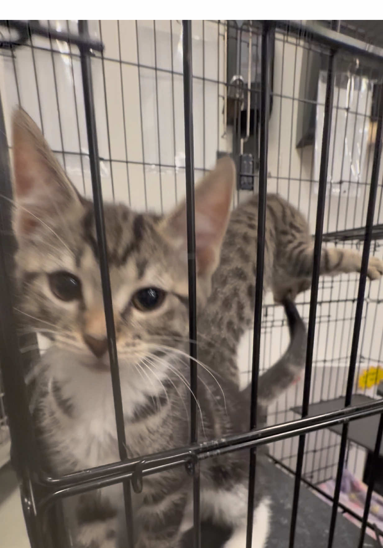I was just trying to film a sweet video of Mary meowing and then Winifred let his main character syndrome get the best of him. Don’t worry! He’s fine!!! He’s just very, very silly.  Mary, Winifred, and Henry are all up for adoption at the Kennesaw Petsmart. They are fully vetted and ready for their fur-ever home!! Please come to our adoption center during walk-in hours to take home one of these silly babies!!! ❤️❤️❤️ We will be holding walk-in adoptions at the Kennesaw location. We will be there Wednesday, Thursday and Friday from 4-8pm, Saturday 11am-5pm, and Sunday 12-5pm!  Our Hiram location will have adoption appointments available upon request and walk-in adoptions on Wednesday from 4-8pm, Saturday from 11am-5pm and Sunday 12-5pm!  Kitty Angel Rescue is a non-profit rescue that relies on the help of our community to support our mission of reducing the amount of cats in local animal controls. If you would like to help, please consider donating to our cause. Our link is in the bio, and our website is www.kittyangelrescue.org! Any amount helps. Thank you so incredibly much! ❤️ 💌 Cashapp: $kittyangelrescue  @PetSmart #kittyangelrescue #kitty #adoptdontshop #cat #rescue 