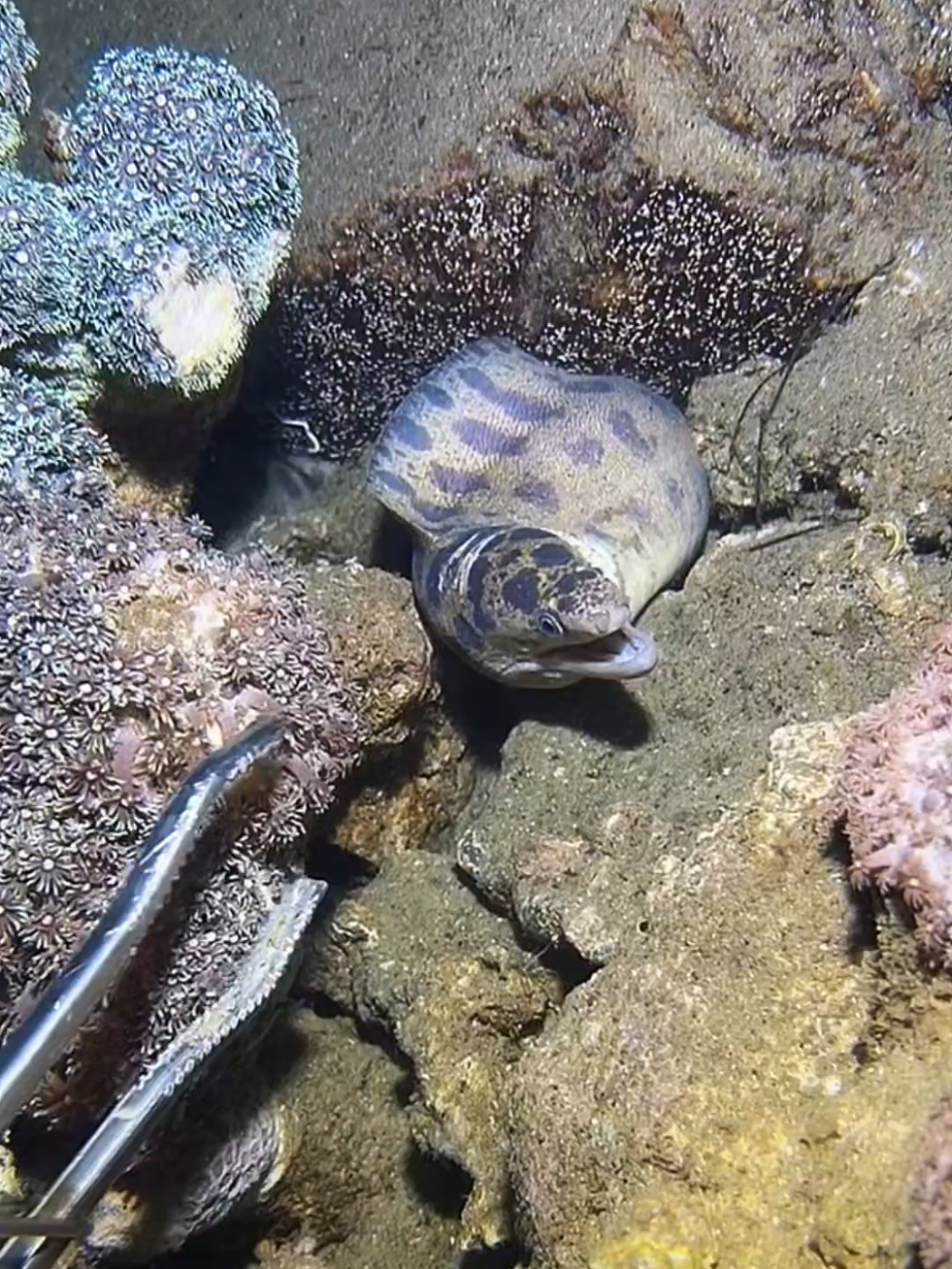 #diving #crab #catchthesea #seafood #seaside 