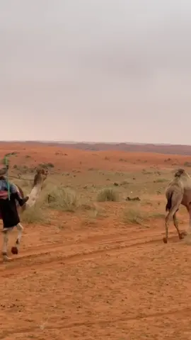 #البل_عطايا_الله_عشاق_البداوه_🐪😍 #حنا_بدو #اجواء_الشتاء #نفود_الثويرات #ابوحصه_ابوعجيب 