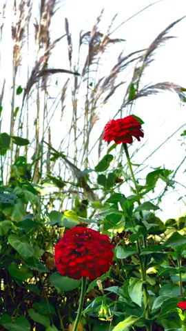 #بدون_هشتاق @بدون موسيقى 